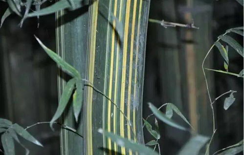 竹种类 青麻撑竹