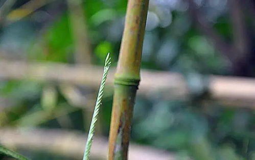 竹种类 倭形竹