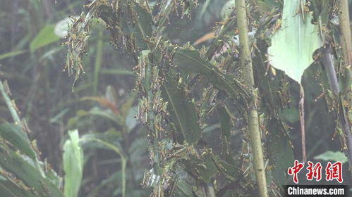 云南黄脊竹蝗发生面积超15万亩 进入竹蝗交尾期防控压力或增大
